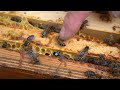 Перевірка стану племінних бджолиних маток | Матководство