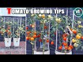 How to grow lots of tomatoes in container  seed to harvest