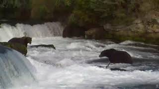 Brooks Falls View of Bear Fight 474 and 32 090917 4 55PM AKT