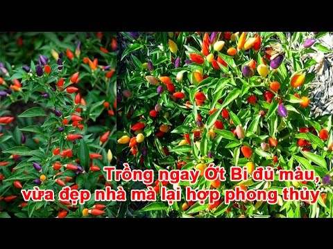 Video Trồng ngay Ớt Bi đủ màu, vừa đẹp nhà mà lại hợp phong... - youtube