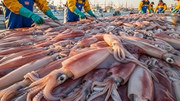 Inside the Massive Jumbo Squid Harvest | From Ocean to High-Tech Factory