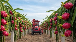 How Dragon Fruits Are Grown and Harvested in Vietnam | Farming Documentary How Dragon Fruits Are Grown and Harvested in Vietnam | Farming Documentary