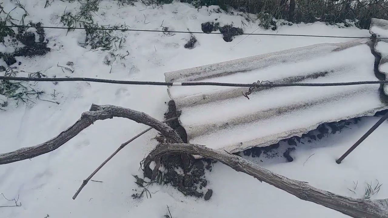 Стан виноградника на 13.01.2026р.