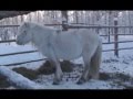 Якутские лошади и самые северные в мире овцы в хозяйстве ЯГСХА