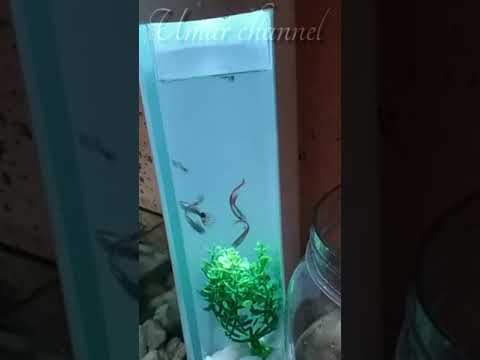 Aquarium mini dari pipa paralon/aquarium from pvc pipes