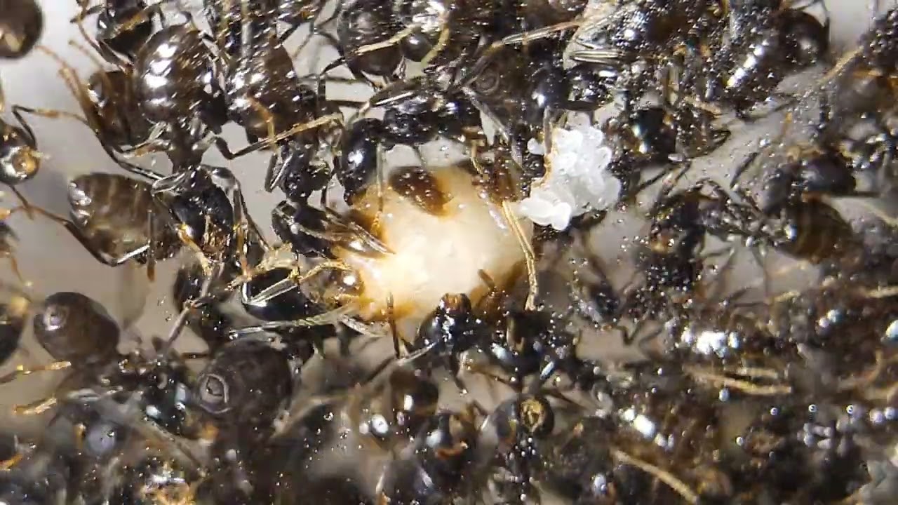 Physogastric Lasius fuliginosus queen with eggs visible inside her gaster