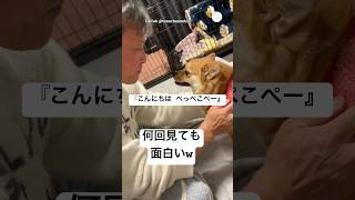 何回見ても笑う、こんにちはぺっぺこぺー　　#犬　#犬のいる暮らし #面白い　#かわいい犬 #いぬ