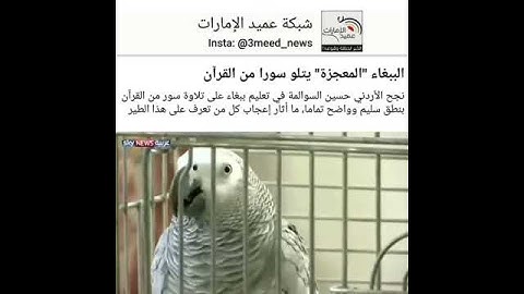 ببغاء يتكلم و يقرأ بعض سور القرآن الكريم بطلاقة