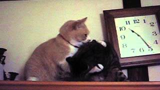 頭なめてやろうと思っただけなんだ