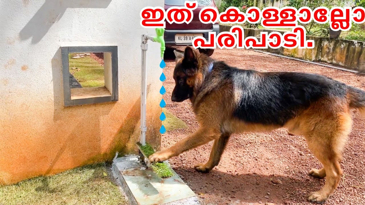 ഇനി രണ്ടുപേർക്കും സ്വന്തമായി പൈപ്പ് തുറന്ന് വെള്ളം കുടിക്കാം 😍Automated pipe for dogs| LeoLaika