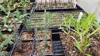 Linum lewisii (Wild Blue Flax) at 6 weeks after seeding. Pollinator and wildflower. Harden and plant