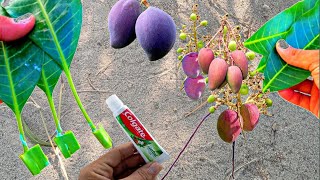 How To Grow Mango Trees From Mango Leaves | Best Natural Aloevera Rooting Hormone