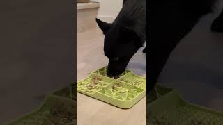 Watch Truffle the Schipperke Ace His Feed Puzzle by Truffle the Schipperke 226 views 6 months ago 2 minutes, 36 seconds
