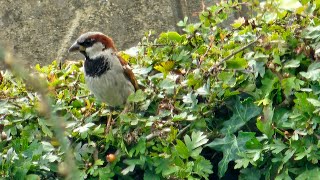 LIVE!🔴 Sad News 😢 plus church bells 🔔 and sunset 🌄 #live #birds #spring