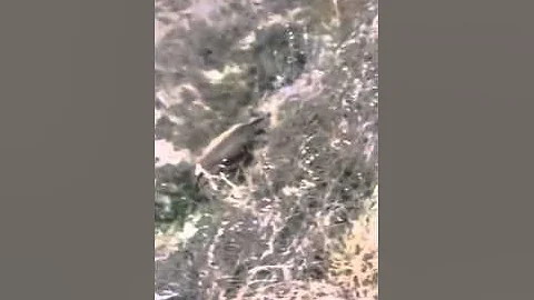 Archery Mule Deer Hunt '14