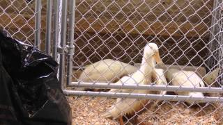 Ashtabula County Fair highlights 2014
