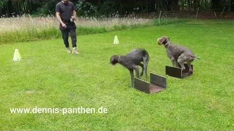 GERMAN WIREHAIRED POINTER Training and Obedience -Deutsch Drahthaar-