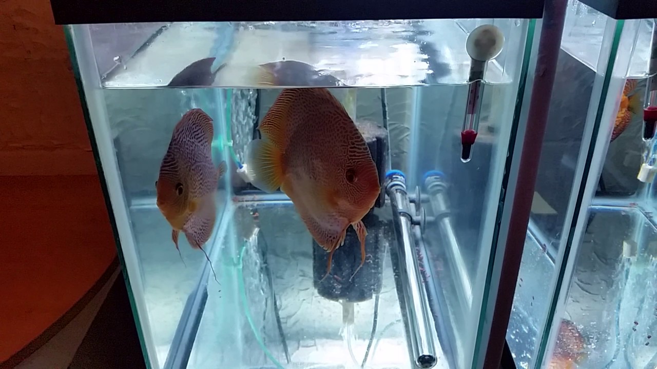 Stendker and Asian Discus spawn - YouTube