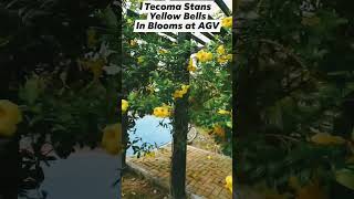 Tecoma Stans - Yellow Bell in Blooms at AGV