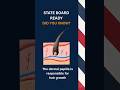 Derma Papilla Explained (Barber State Board Exam)