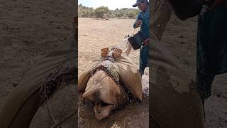 الرجل يسقي والجمل يهتز