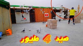 صيد 4 طيور حمام فيديو حماسي من نار 🔥
