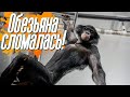 СЛОМАЛАСЬ ОБЕЗЬЯНА БОНЯ! | Как шимпанзе переводит еду |  приколы 2021