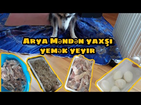 Video: Köpəklər Nə Yeyir