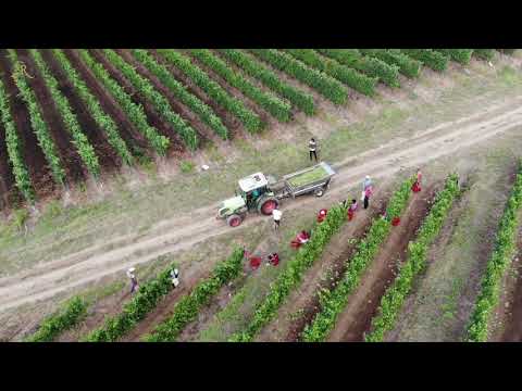 Cramele Recas Harvest