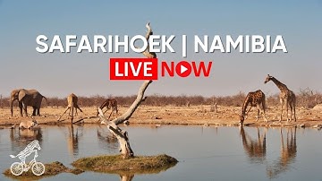 Safarihoek - Namibia | Live Wildlife Camera