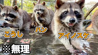 【わからん】アライグマ13頭の見分け方が激ムズすぎたww【個体識別】