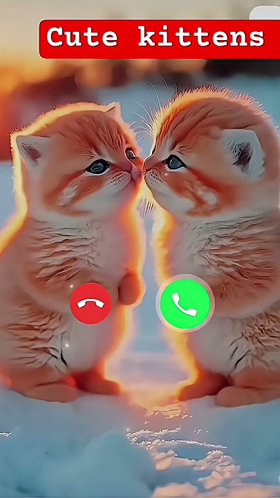 Cute kittens 🐾🐈 #kittenslovers #ringtone #cutepet #petanimals #cat #funnycallringto
