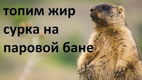 Как топить жир Сурка на паровой бане правильно!