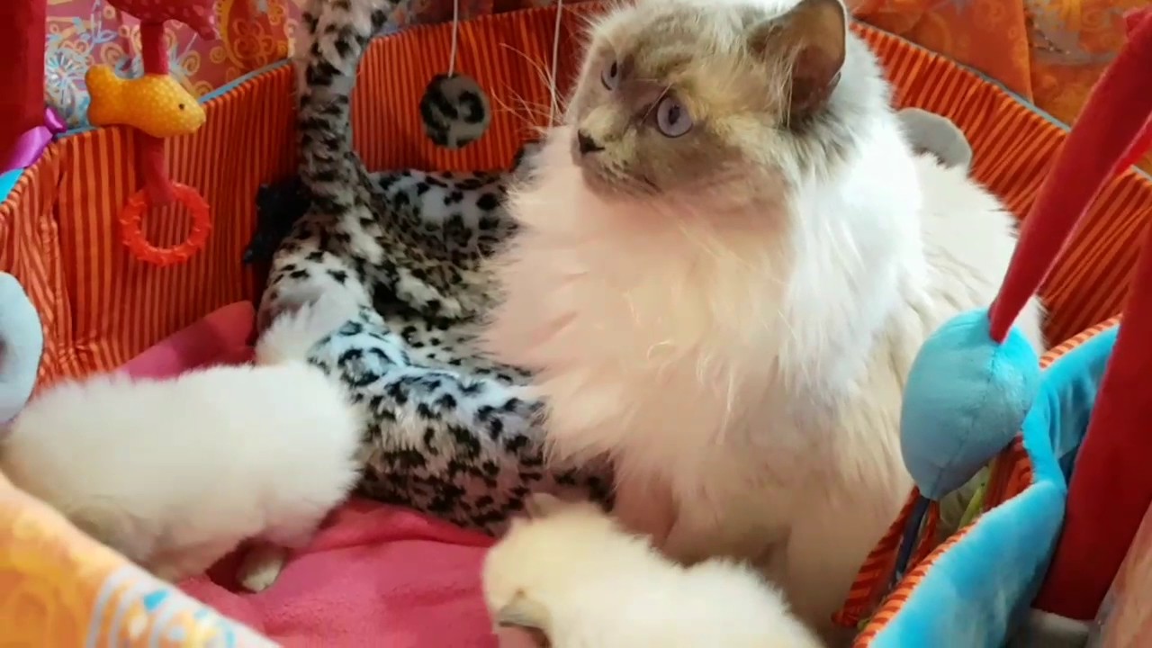 Ragdoll kittens 3 weeks old...Wlitter.. YouTube