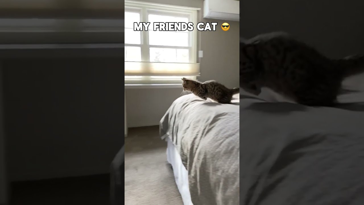 My Friends Cat Vs Funny Funnyvideo