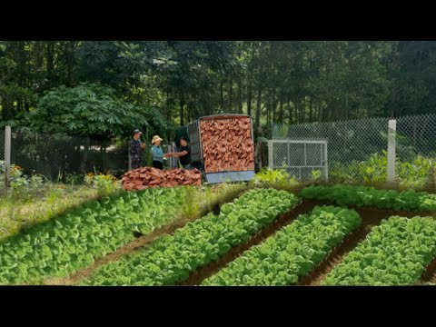 Hoai Ca Returns Home And Starts Building A New Life With The Help Of Good Friends