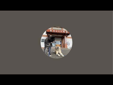 秋田犬保存会【本部】 がライブ配信中！
