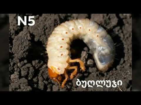 5 სატყუარა საზანზე კობრზე სათევზაოდ