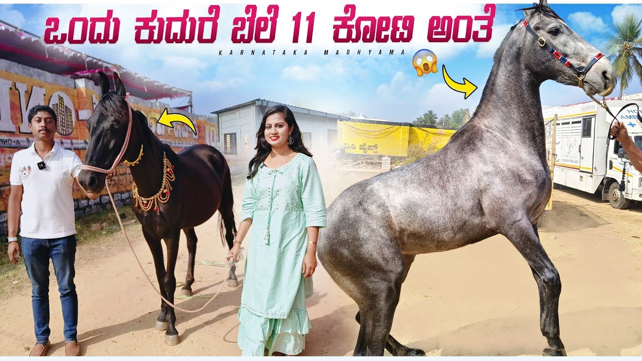 ರಾಜರು ಯುದ್ಧಕ್ಕೆ ಬಳಸುತ್ತಿದ್ದ ದೇಶಿಯ ತಳಿ ಮಾರ್ವಾರಿ ಕುದುರೆ / ಇದರ ಚಾಣಾಕ್ಷತನ ಹೇಗಿದೆ ಗೊತ್ತಾ / Marwari Horse