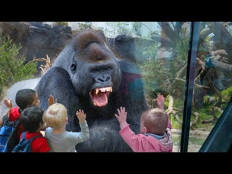 Video: Bir Gorilin Neden Büyük Burun Delikleri Var?