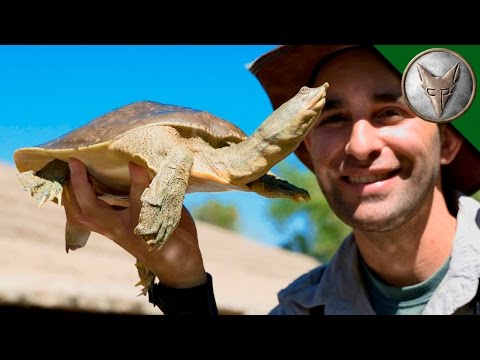 Video: Yellow-Bellied Slider