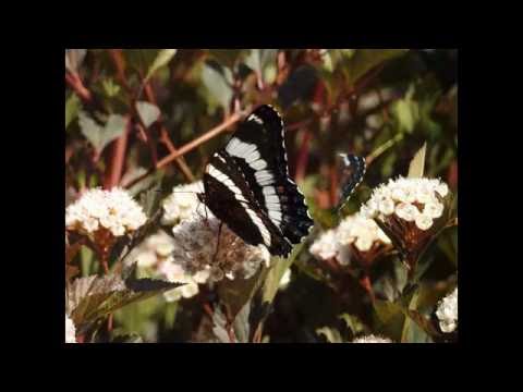 Vidéo: A Quoi Ressemble Un Papillon Amiral