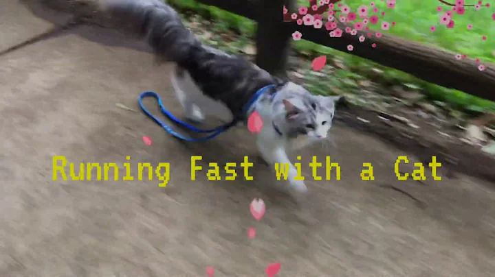 Video 11825591: mainecoon cat