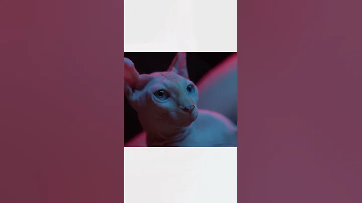 Video 5107671: sphynxcat catlover, sphynx cat, catlover kucing