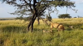 male lion attacking jackal want to steal his food video