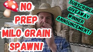 🍄No Prep Milo Grain Spawn!💥Subscriber Giveaway Winner! #mushroom #farmer #farming #mushrooms