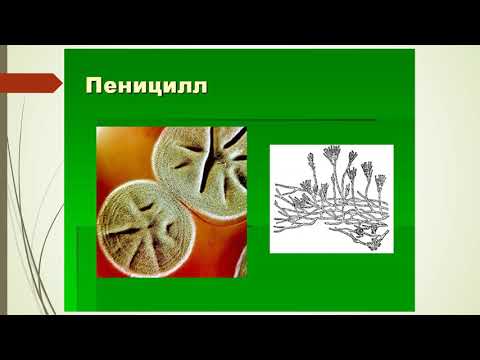 Плесневые грибы и