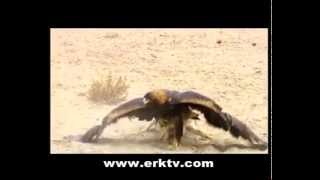 Eagle attacks fox Eastern Imperial Eagle Attacks Desert Fox