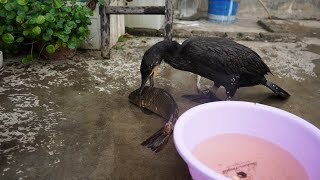 Cormorant Eats A Fish Bigger Than Itself