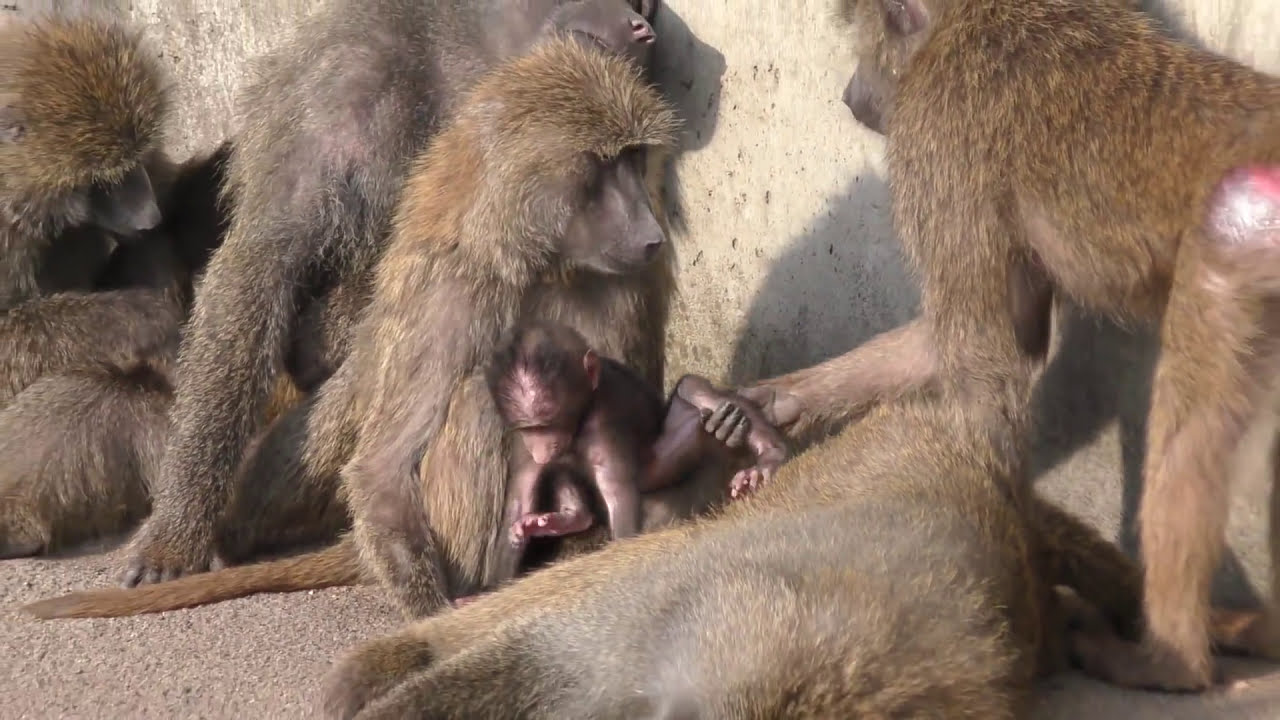 アヌビスヒヒ☆赤ちゃんが居る風景　日本モンキーセンター　2017-03-25